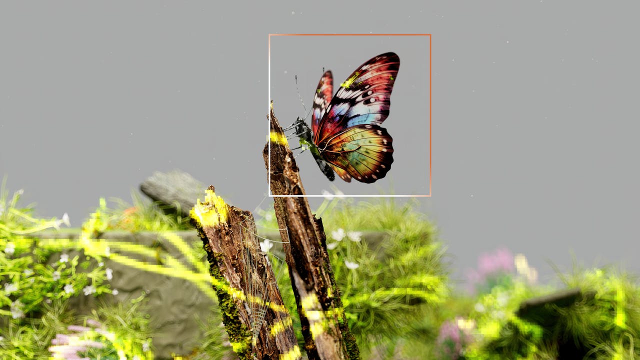butterfly is being scanned